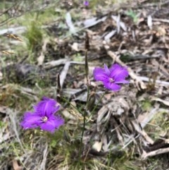 Thysanotus tuberosus subsp. tuberosus (Common Fringe-lily) at Paddys River, ACT - 12 Dec 2020 by Rob1e8