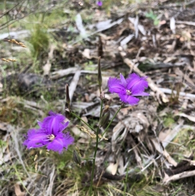 Thysanotus tuberosus subsp. tuberosus (Common Fringe-lily) at Bullen Range - 12 Dec 2020 by Rob1e8