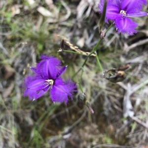 Thysanotus tuberosus subsp. tuberosus at Paddys River, ACT - 12 Dec 2020