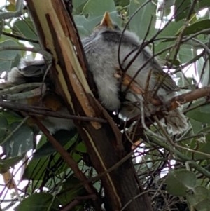 Manorina melanocephala at Deakin, ACT - 12 Dec 2020