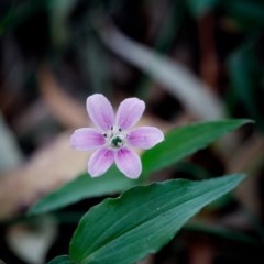 Schelhammera undulata (Lilac Lily) at Wingecarribee Local Government Area - 21 Nov 2020 by Boobook38