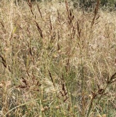 Sorghum leiocladum (Wild Sorghum) at Hughes, ACT - 12 Dec 2020 by ruthkerruish