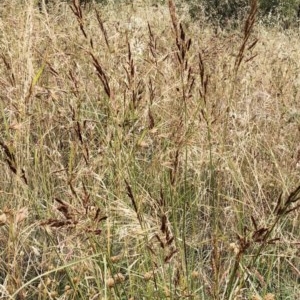 Sorghum leiocladum at Hughes, ACT - 12 Dec 2020 10:04 AM