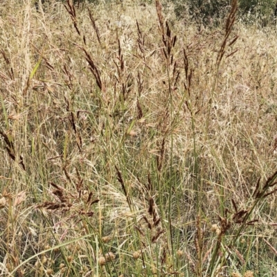 Sorghum leiocladum (Wild Sorghum) at Hughes, ACT - 11 Dec 2020 by ruthkerruish