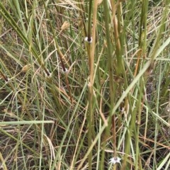 Sorghum leiocladum at Hughes, ACT - 12 Dec 2020 10:04 AM