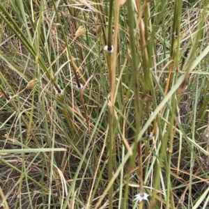 Sorghum leiocladum at Hughes, ACT - 12 Dec 2020 10:04 AM