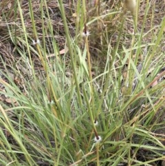 Sorghum leiocladum at Hughes, ACT - 12 Dec 2020 10:04 AM