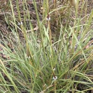 Sorghum leiocladum at Hughes, ACT - 12 Dec 2020