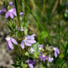 Scaevola albida (Small-fruit Fan-flower) at Bundanoon - 9 Dec 2020 by Boobook38