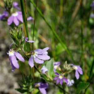 Scaevola albida at Bundanoon - 10 Dec 2020