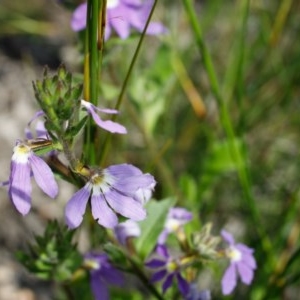 Scaevola albida at Bundanoon - 10 Dec 2020