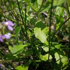 Scaevola albida at Bundanoon - 10 Dec 2020