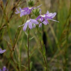 Scaevola albida at Bundanoon - 10 Dec 2020