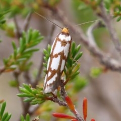Myrascia trijugella (A Concealer moth) at Tuggeranong Hill - 12 Dec 2020 by Owen