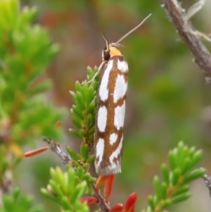 Myrascia trijugella at Theodore, ACT - 12 Dec 2020