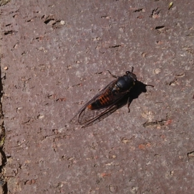 Yoyetta robertsonae (Clicking Ambertail) at Gundaroo, NSW - 8 Dec 2020 by SwalaPark