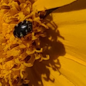 Dermestidae sp. (family) at Isaacs, ACT - 14 Nov 2020