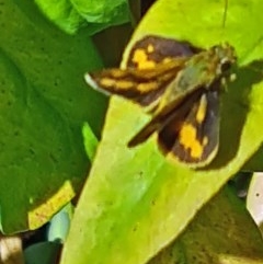 Ocybadistes walkeri (Green Grass-dart) at Isaacs, ACT - 4 Dec 2020 by galah681