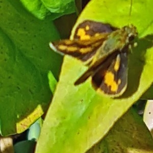 Ocybadistes walkeri at Isaacs, ACT - 5 Dec 2020