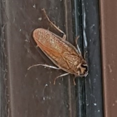 Robshelfordia circumducta (Shelford's Variable Cockroach) at Isaacs, ACT - 12 Dec 2020 by galah681