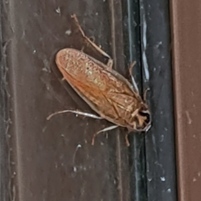 Robshelfordia circumducta (Shelford's Variable Cockroach) at Isaacs, ACT - 12 Dec 2020 by galah681