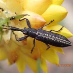 Rhinotia sp. in brunnea-group (A belid weevil) at Majura, ACT - 12 Dec 2020 by Ghostbat