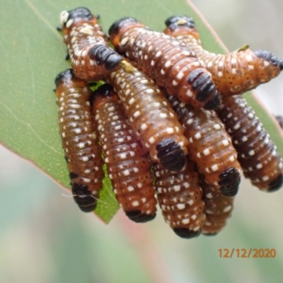 Paropsis (paropsine) genus-group (Unidentified 'paropsine' leaf beetle) at Majura, ACT - 12 Dec 2020 by FeralGhostbat