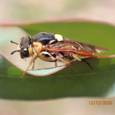 Perga sp. (genus) (Sawfly or Spitfire) at Mount Ainslie - 12 Dec 2020 by FeralGhostbat