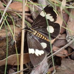 Nyctemera amicus (Senecio Moth, Magpie Moth, Cineraria Moth) at Mount Ainslie - 12 Dec 2020 by Ghostbat