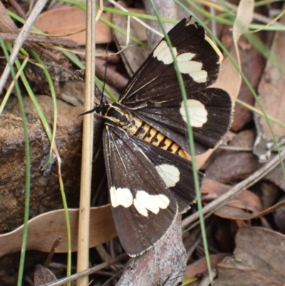 Nyctemera amicus (Senecio Moth, Magpie Moth, Cineraria Moth) at Majura, ACT - 12 Dec 2020 by Ghostbat