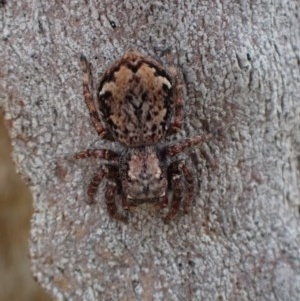 Servaea sp. (genus) at Majura, ACT - 12 Dec 2020