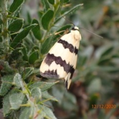 Termessa laeta (Lithosiini) at Majura, ACT - 12 Dec 2020 by FeralGhostbat