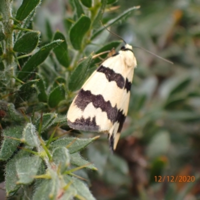 Termessa laeta (Termessa laeta) at Mount Ainslie - 12 Dec 2020 by FeralGhostbat