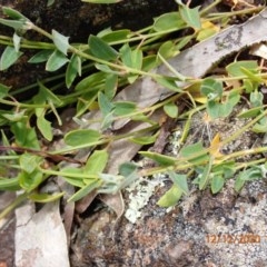 Einadia nutans (Climbing Saltbush) at Majura, ACT - 12 Dec 2020 by Ghostbat