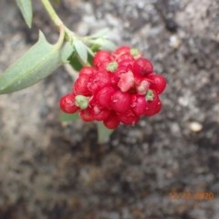 Einadia nutans at Majura, ACT - 12 Dec 2020 12:52 PM