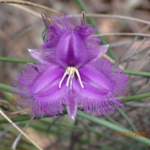 Thysanotus tuberosus subsp. tuberosus at Majura, ACT - 12 Dec 2020