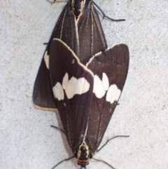 Nyctemera amicus (Senecio Moth, Magpie Moth, Cineraria Moth) at Mount Ainslie - 12 Dec 2020 by Ghostbat