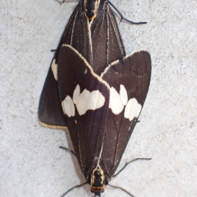 Nyctemera amicus (Senecio Moth, Magpie Moth, Cineraria Moth) at Mount Ainslie - 12 Dec 2020 by FeralGhostbat