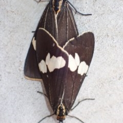 Nyctemera amicus (Senecio Moth, Magpie Moth, Cineraria Moth) at Mount Ainslie - 12 Dec 2020 by FeralGhostbat