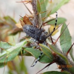 Ancita sp. (genus) (Longicorn or longhorn beetle) at Majura, ACT - 12 Dec 2020 by FeralGhostbat