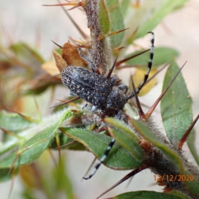 Ancita sp. (genus) (Longicorn or longhorn beetle) at Majura, ACT - 12 Dec 2020 by Ghostbat