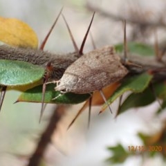 Heliocausta undescribed species (A concealer moth) at Mount Ainslie - 12 Dec 2020 by Ghostbat