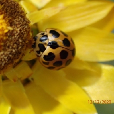 Harmonia conformis (Common Spotted Ladybird) at Majura, ACT - 12 Dec 2020 by Ghostbat