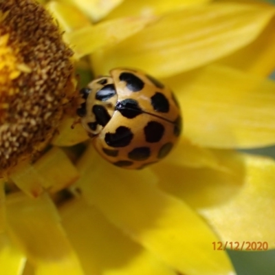 Harmonia conformis (Common Spotted Ladybird) at Majura, ACT - 12 Dec 2020 by FeralGhostbat