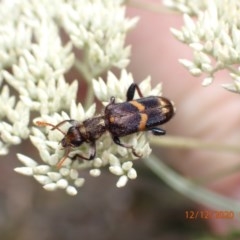 Eleale pulchra (Clerid beetle) at Majura, ACT - 12 Dec 2020 by FeralGhostbat