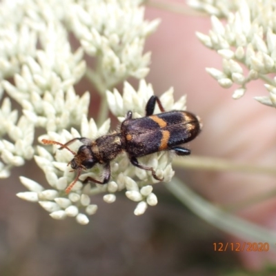 Eleale pulchra (Clerid beetle) at Mount Ainslie - 12 Dec 2020 by FeralGhostbat