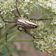 Plebs bradleyi (Enamelled spider) at Majura, ACT - 12 Dec 2020 by Ghostbat