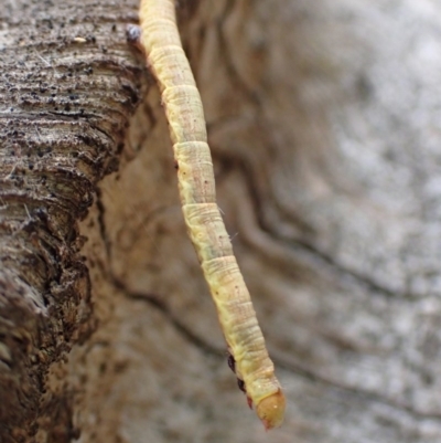 Geometridae (family) IMMATURE (Unidentified IMMATURE Geometer moths) at Majura, ACT - 12 Dec 2020 by Ghostbat