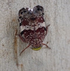 Platybrachys decemmacula (Green-faced gum hopper) at Majura, ACT - 12 Dec 2020 by FeralGhostbat