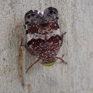 Platybrachys decemmacula at Majura, ACT - 12 Dec 2020